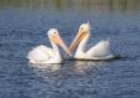 pelicans