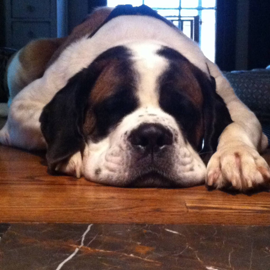 Duchess, the St. Bernard. 