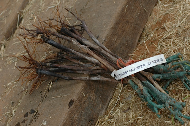 Cabernet Sauvignon roots Red Star Farms