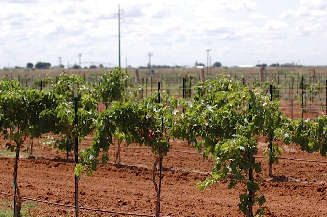Red Star Farms vineyard1