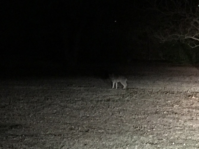 Coyote