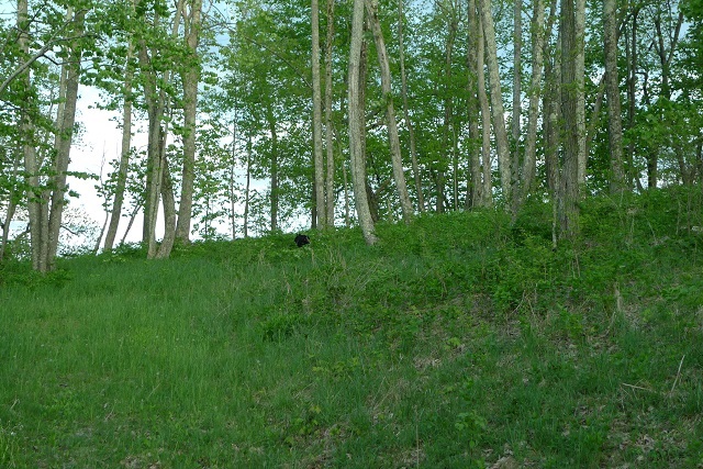 2014-05-18 Greenbrier 2014 (15).jpgblackbear