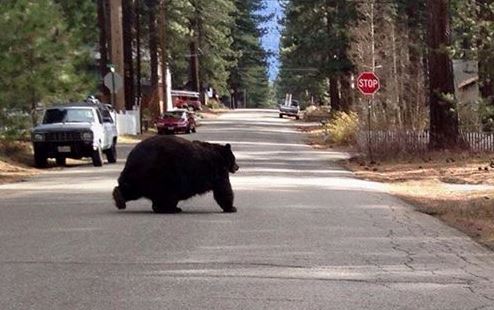 chunky-bear-3