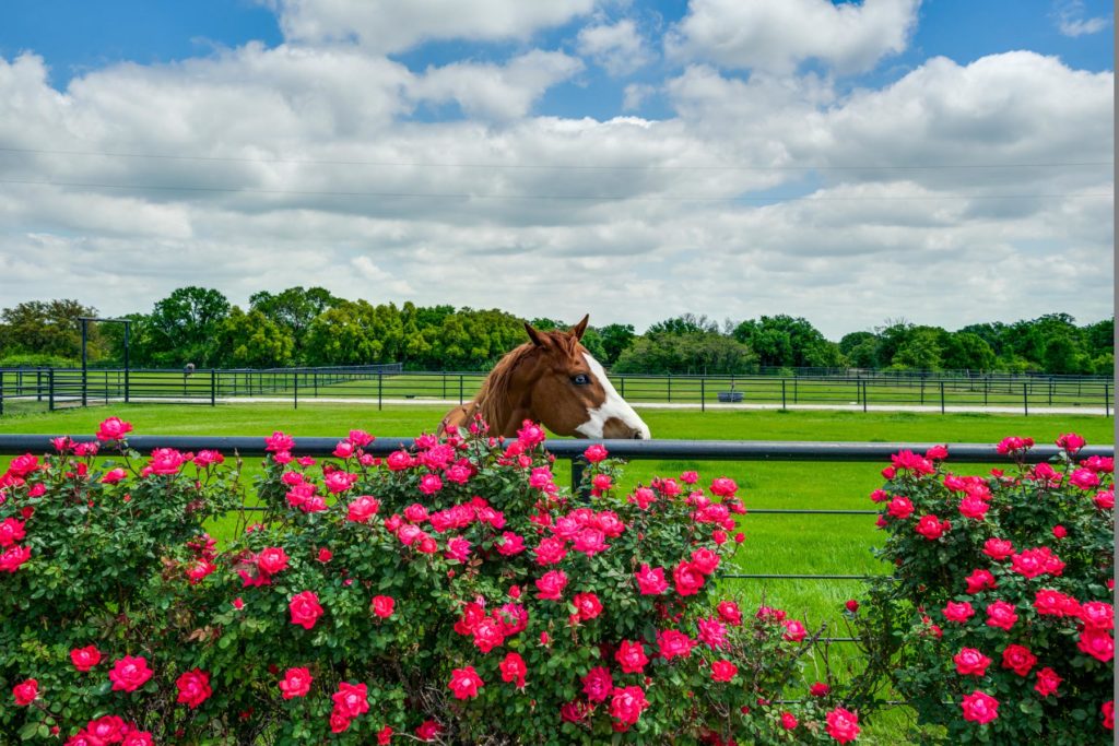 Aledo Ranch