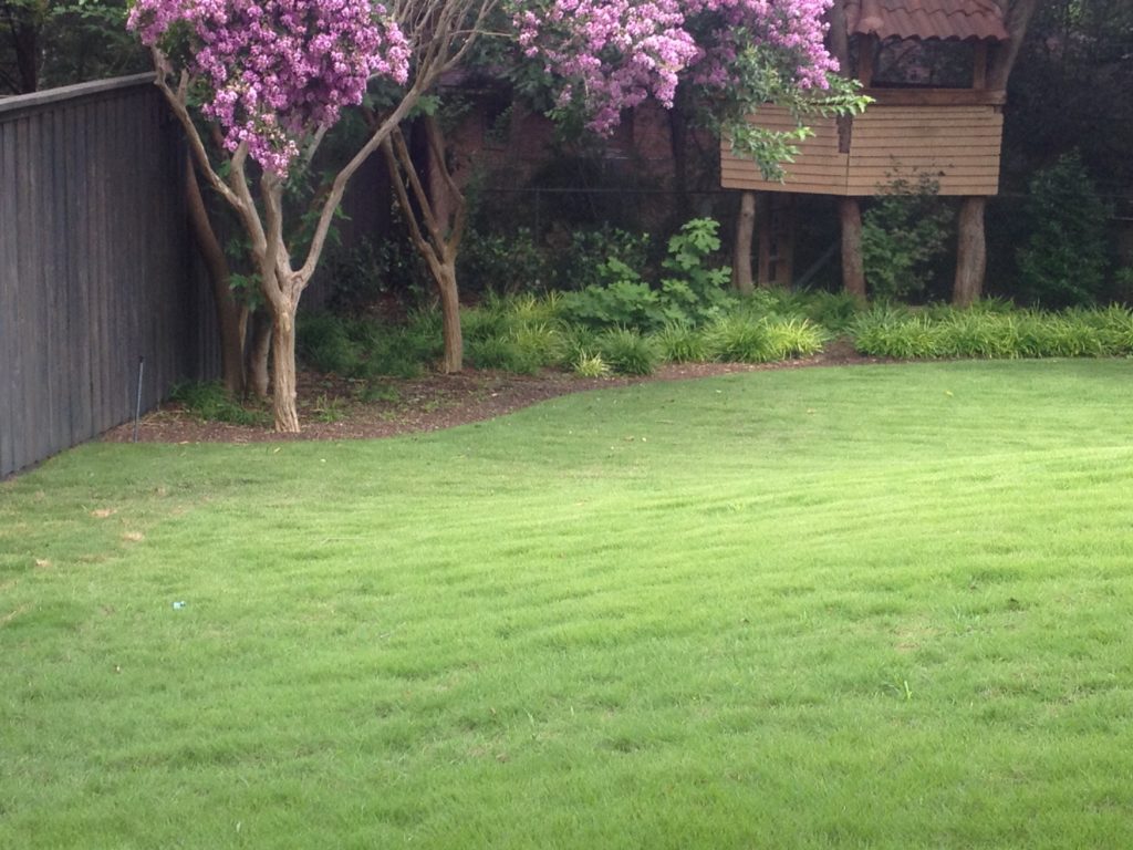 Zoysia grass