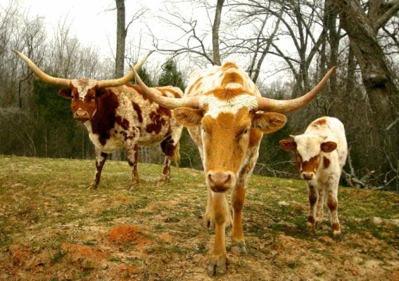 Long Cove Longhorns