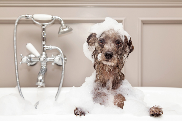 Manorly Home Concierge Management
