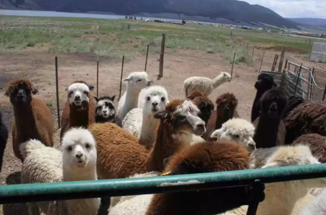 dream home, alpacas