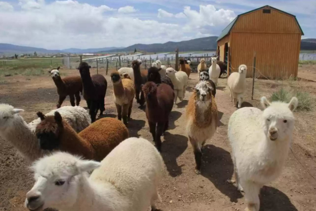 dream home, alpacas