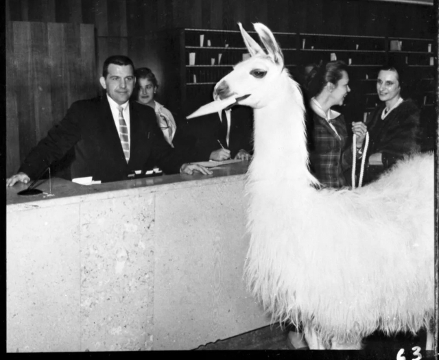 The Statler Llama