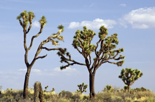 spring, trip, California