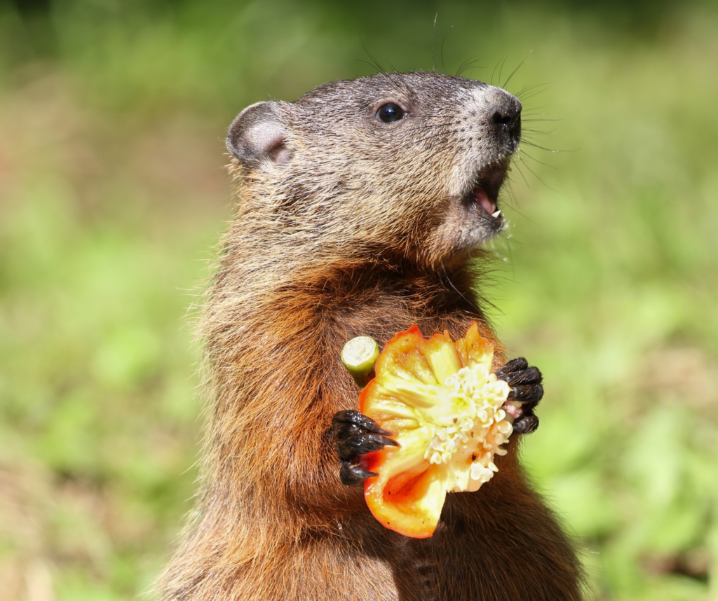 Groundhog Day