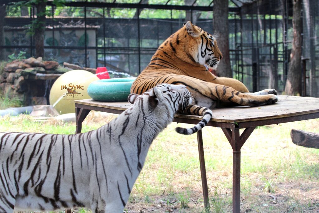 in sync big cat sanctuary