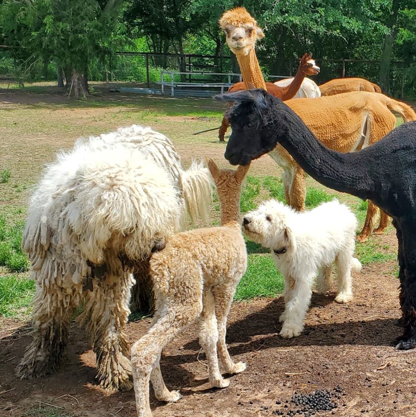 Tx-Ture Farm's National Alpaca Farm Days