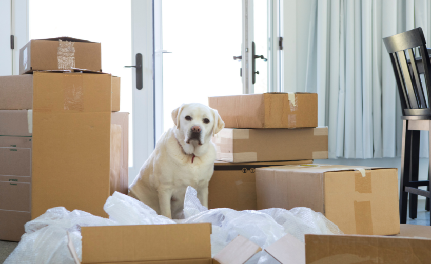 Curtis Specialized Moving & Storage