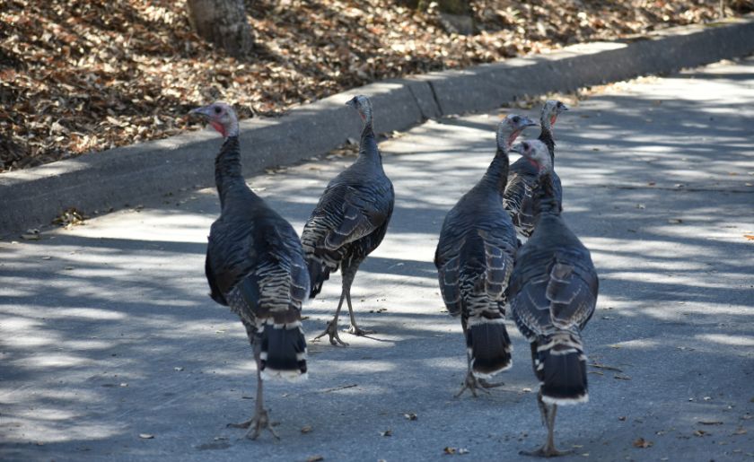 Turkey Trot