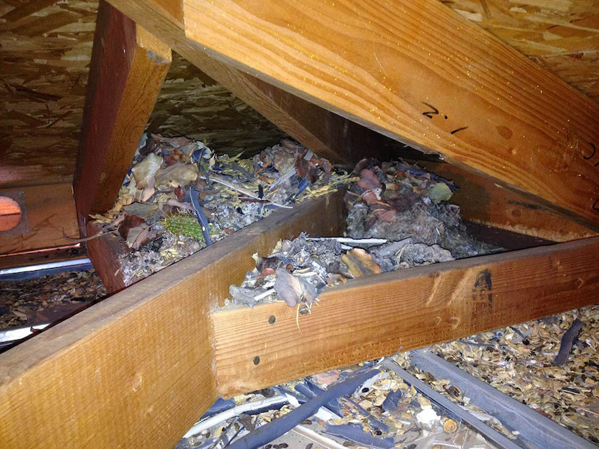 vermin in the attic