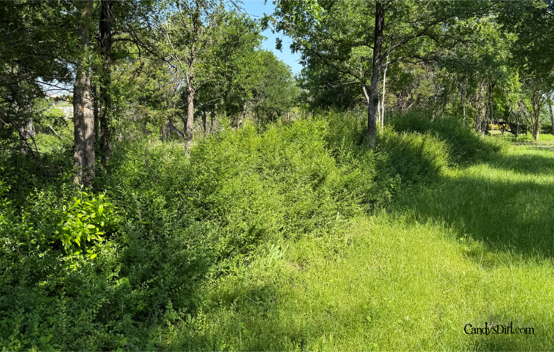 vision, Bachman Lake Park, Greenbelt