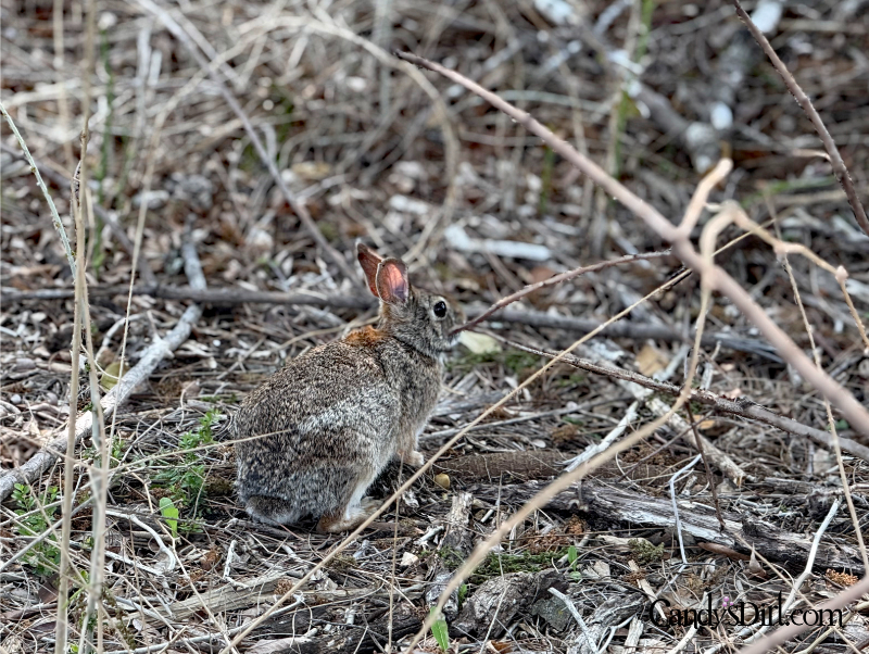 Operation Goat, Bachman Lake Greenbelt, Conservation