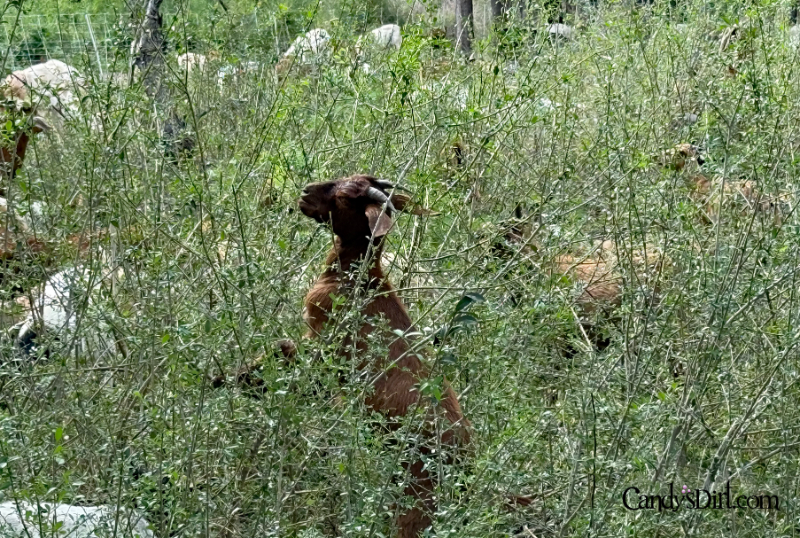 Operation Goat, Bachman Lake Greenbelt, Conservation