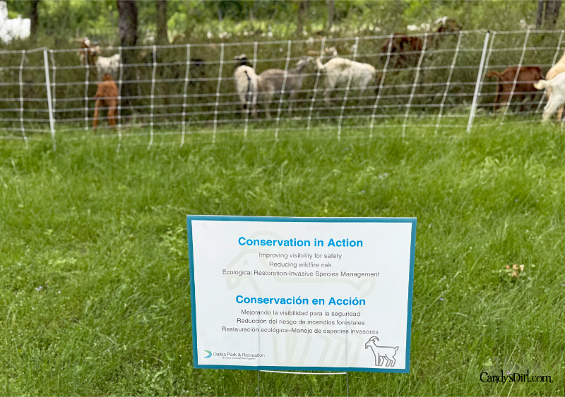 Operation Goat, Bachman Lake Greenbelt, Conservation