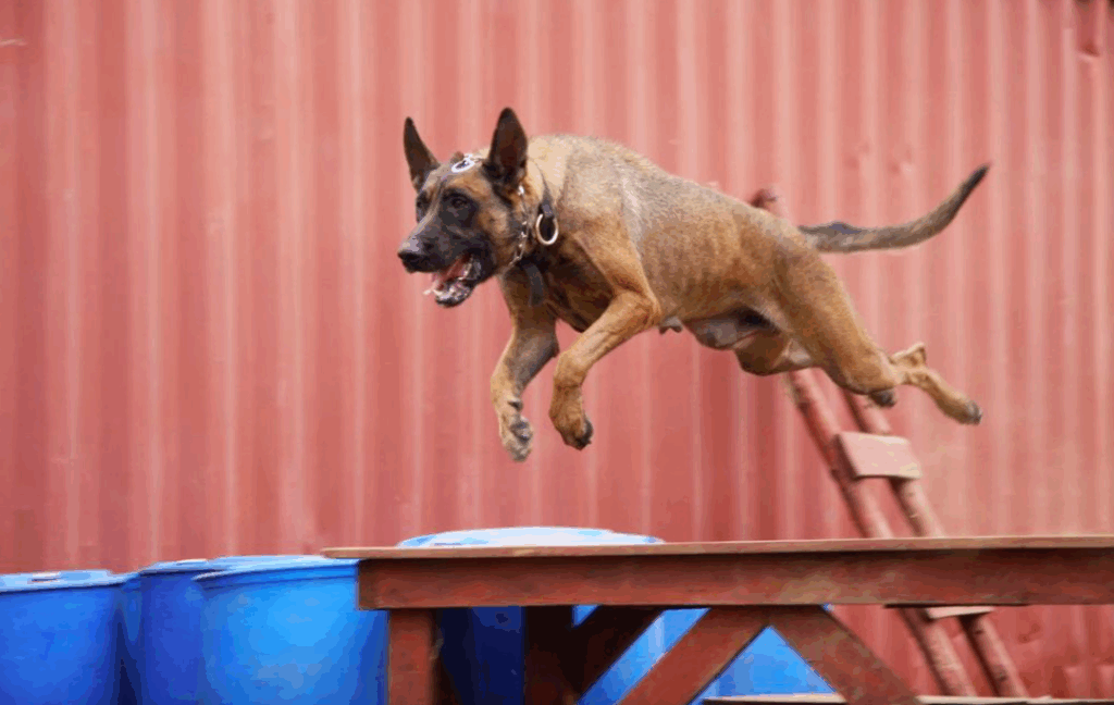 Svalinn dog jumping