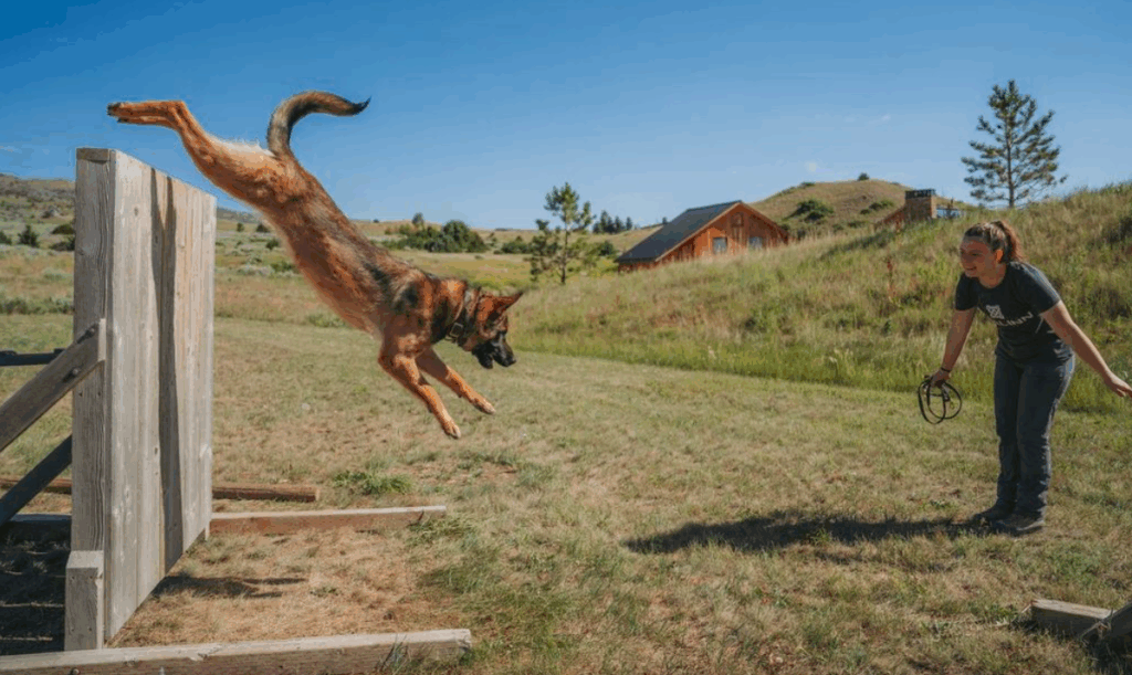 Svalinn dog