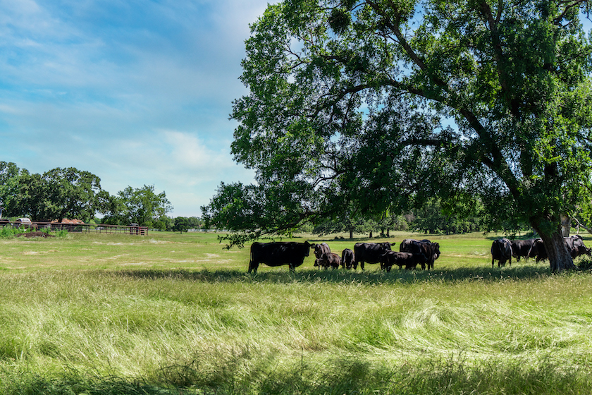 legacy Flower Mound ranch