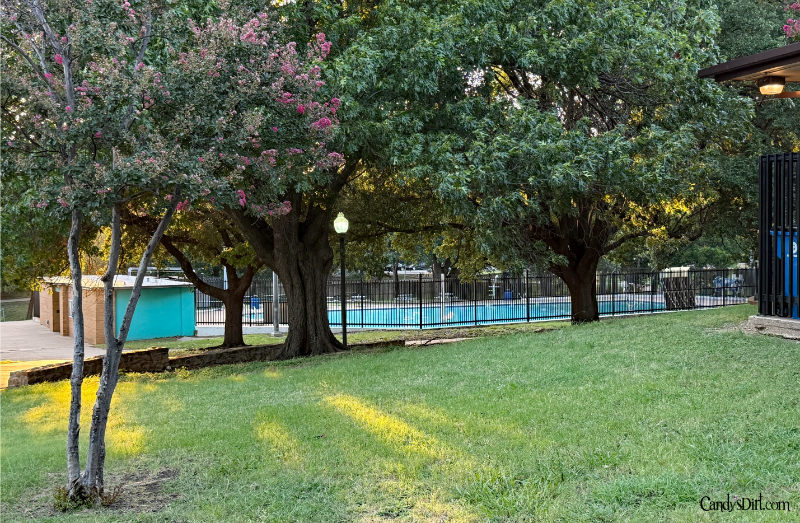 rooted oak cliff, martin weiss park