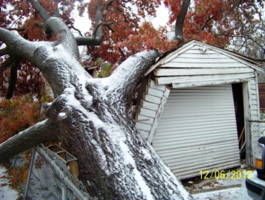 Brooks-tree-e1386610037520