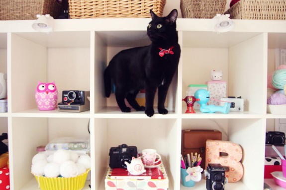 Cat Hiding in storage