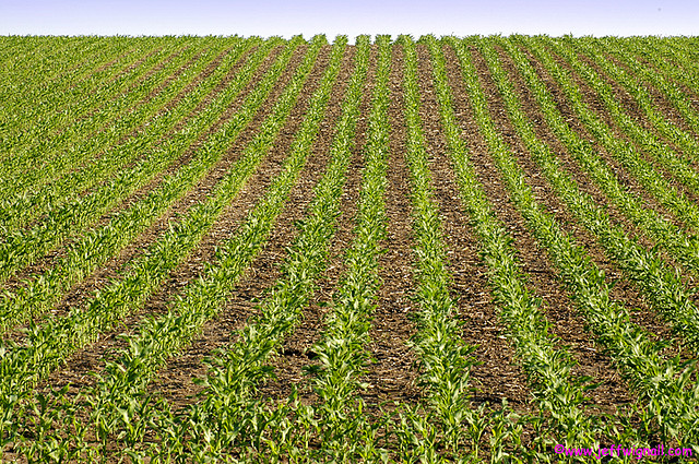 Corn fields Iowa