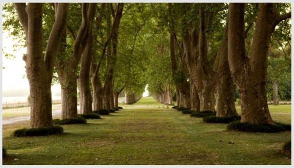 La Fortuna Trees (2)