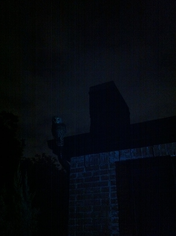 Lakewood Owl