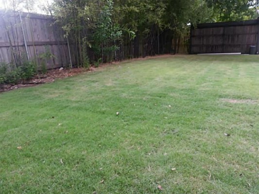 Mossvine Backyard