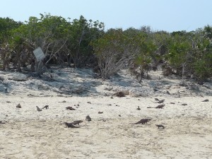 Nassau3.23.13 (43).jpg iguanas