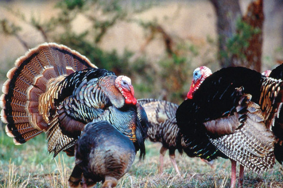 Turkeys